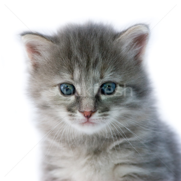 Kedi yavrusu portre mavi bir ay yaş Stok fotoğraf © naumoid