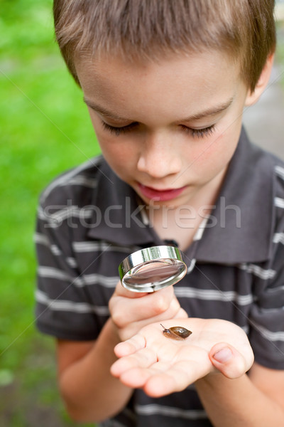 Kid observing snail Stock photo © naumoid