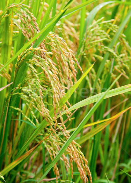 Rice paddy Stock photo © naumoid