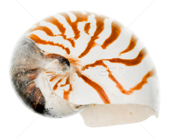 Nautilus shell Stock photo © naumoid