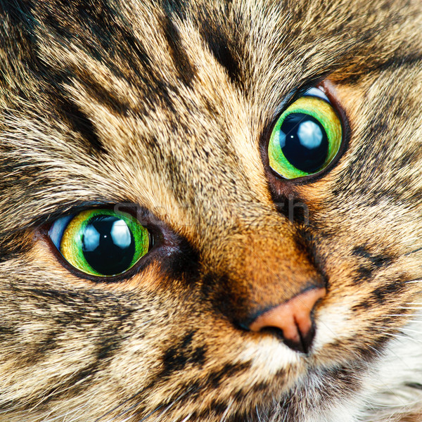 Siberian cat Stock photo © naumoid