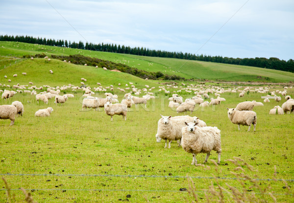 Nowa Zelandia trawy dziedzinie gospodarstwa rolnictwa Zdjęcia stock © naumoid