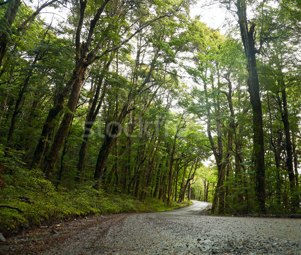 Rainforest road Stock photo © naumoid