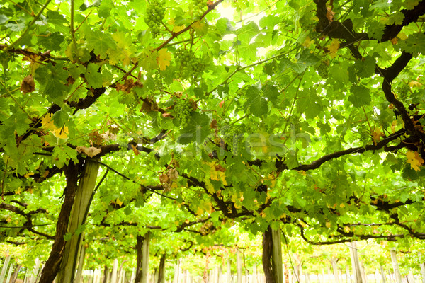 Stock photo: Vineyard