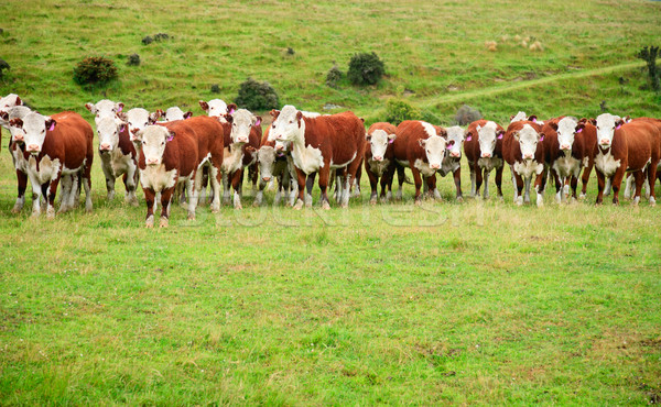 Buzağı Yeni Zelanda çim dağ çiftlik Stok fotoğraf © naumoid