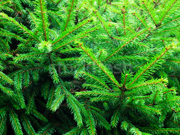 Verde árvore natureza Foto stock © naumoid