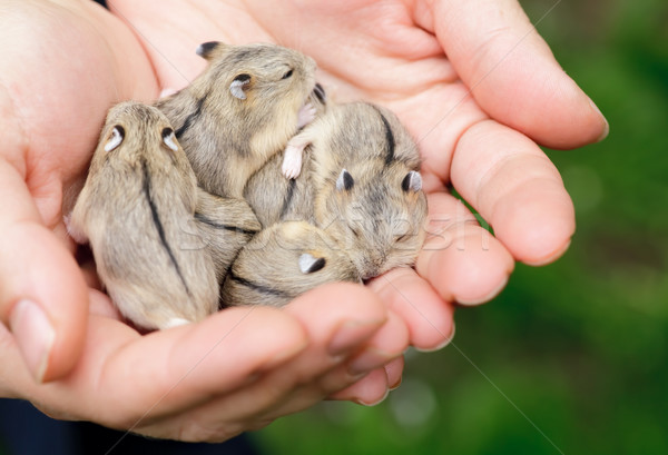 Hamster bébé famille main Palm Photo stock © naumoid