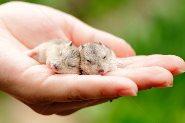 Stock photo: Hamster pups
