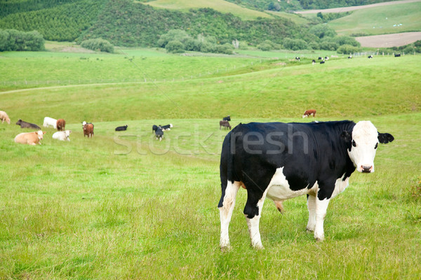 Stock photo: Bull