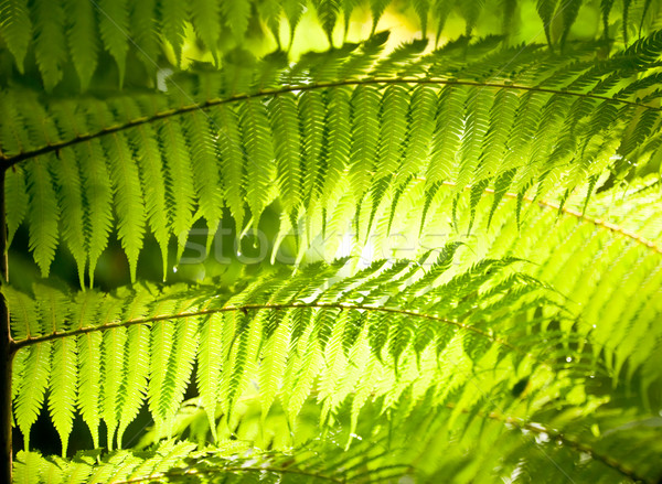 Ferigă frunze soare pădurile tropicale Noua Zeelanda Imagine de stoc © naumoid