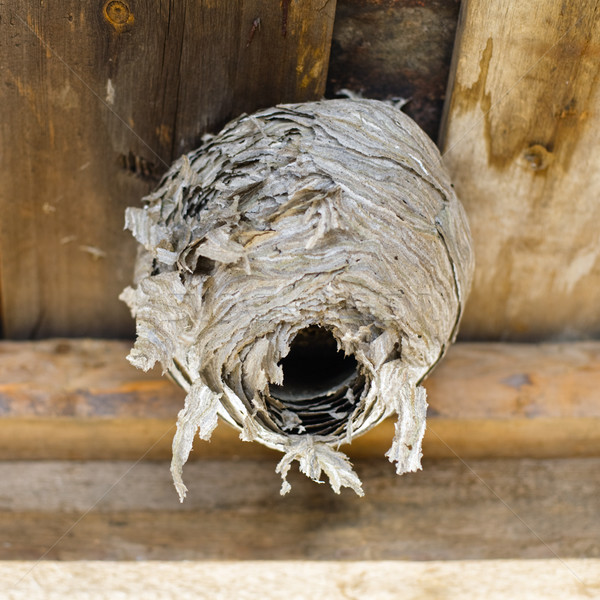 Nest angebracht home Biene Gefahr Kuppel Stock foto © naumoid