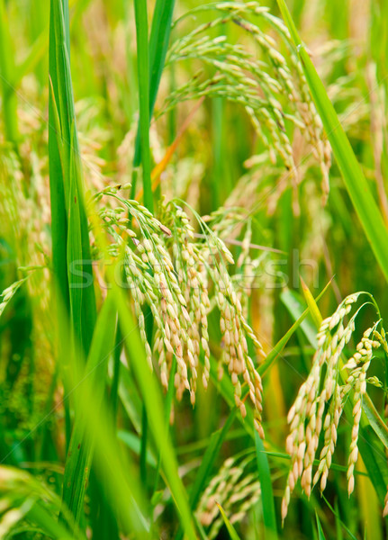 Rice paddy Stock photo © naumoid
