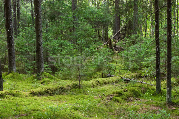 Mystery forest Stock photo © naumoid