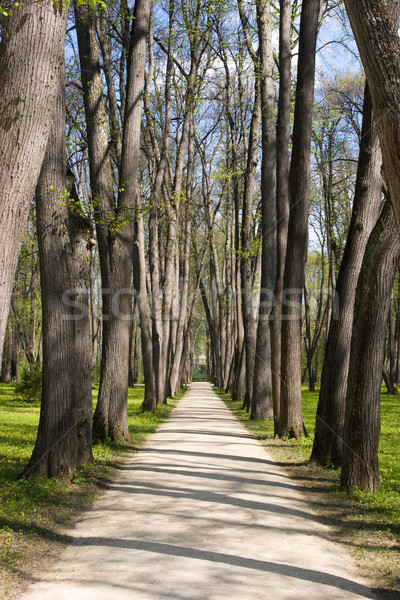 árbol callejón edad primavera parque fondo Foto stock © naumoid