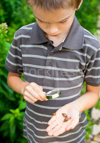 Kid observing snails Stock photo © naumoid
