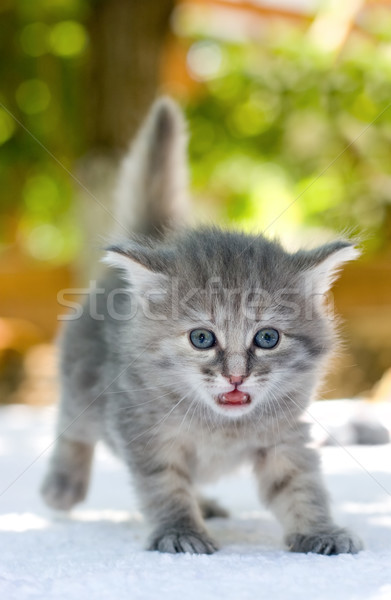 Walking kitten Stock photo © naumoid