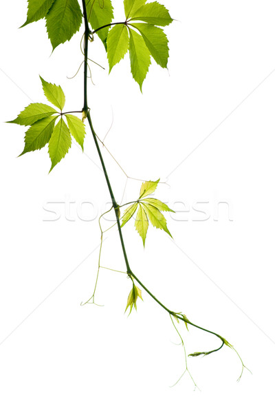 Grape branch Stock photo © naumoid