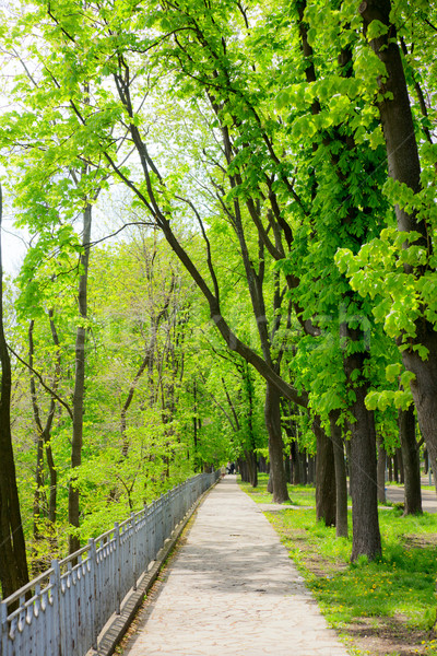 Stockfoto: Park · steegje · voorjaar · kastanje · bomen · boom