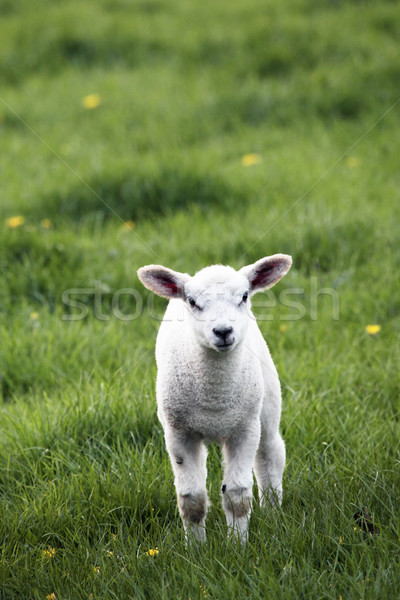 Tavasz bárány zöld egyedül állat gyapjú Stock fotó © ndjohnston