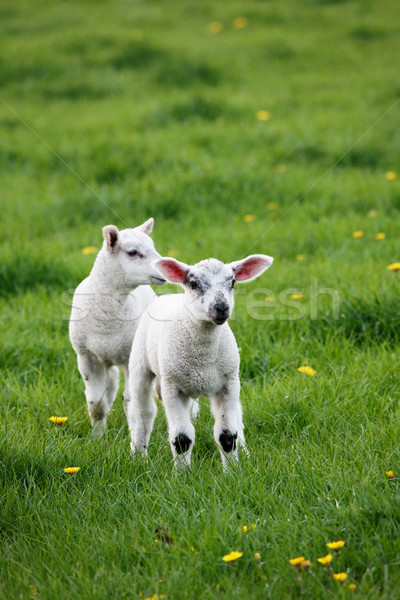 Tavasz aranyos fű fiatal állat pitypang Stock fotó © ndjohnston
