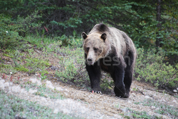 Grizzly bear park yürüyüş kamera ağaçlar Stok fotoğraf © ndjohnston