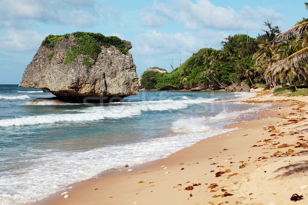 Aquário Barbados surfistas surfar costa ilha Foto stock © ndjohnston