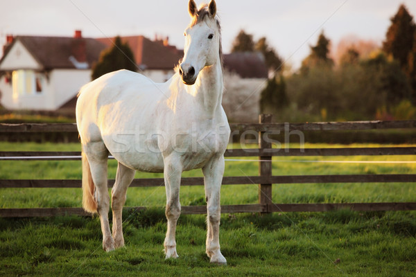 Fehér ló gyönyörű mező nagy ház ló Stock fotó © ndjohnston