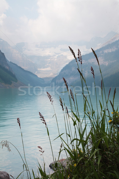 Jezioro roślin pierwszy plan górskich Zdjęcia stock © ndjohnston