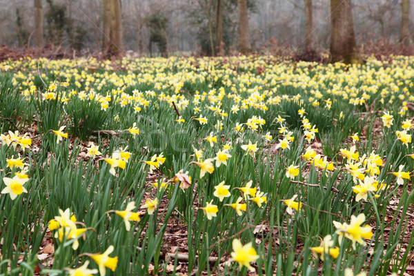 Sauvage jonquilles nature vert [[stock_photo]] © ndjohnston