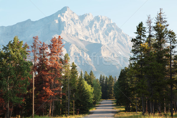 Zdjęcia stock: Drzew · górskich · Kanada