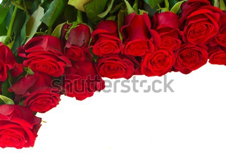 Grenze frischen hochrot rot Garten Rosen Stock foto © neirfy