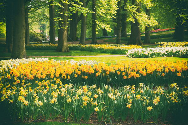 Narcissen voorjaar tuin gras gazon Geel Stockfoto © neirfy