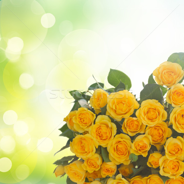 bouquet of fresh roses Stock photo © neirfy