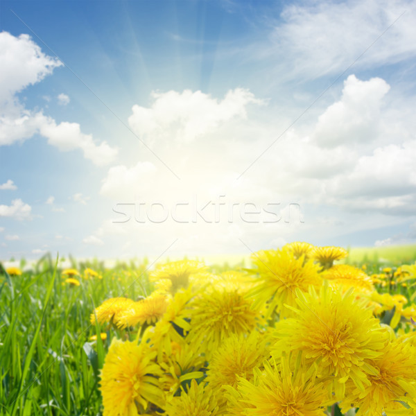 Dandelions on white Stock photo © neirfy