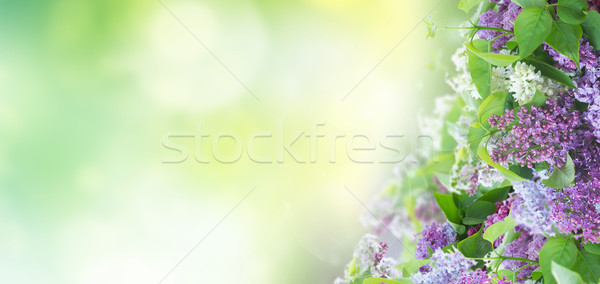 Stok fotoğraf: çalı · çiçekler · sınır · yeşil · bokeh
