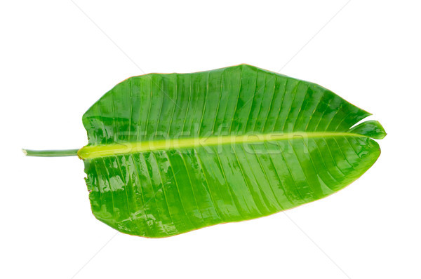 fresh green leaf Stock photo © neirfy