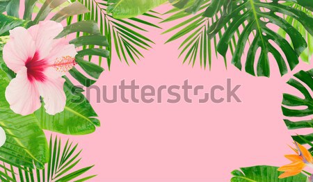 Tropical folhas verdes exótico quadro pastel rosa Foto stock © neirfy