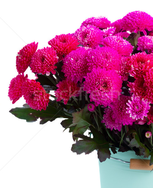 Blau Chrysantheme Blumen Haufen magenta rosa Stock foto © neirfy