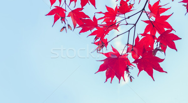 Rood esdoorn bladeren trillend grens blauwe hemel Stockfoto © neirfy