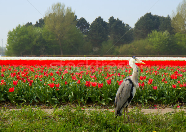 Dutch tulips field with Grey Heron Stock photo © neirfy