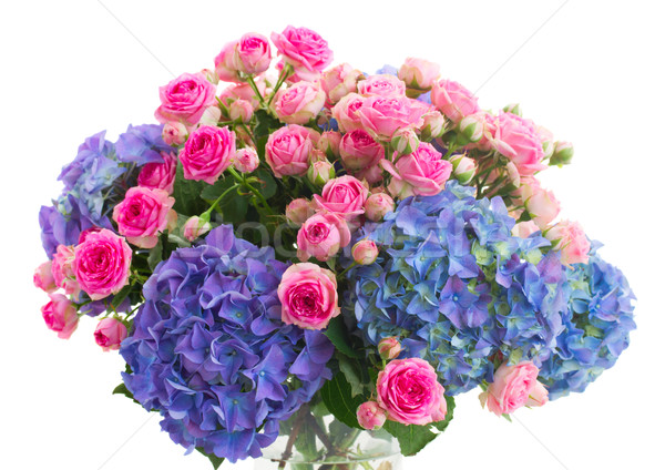 Сток-фото: роз · цветы · свежие · розовый · синий