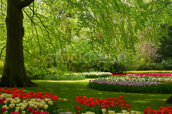 Lentebloemen holland park kleurrijk groene boom bloemen Stockfoto © neirfy