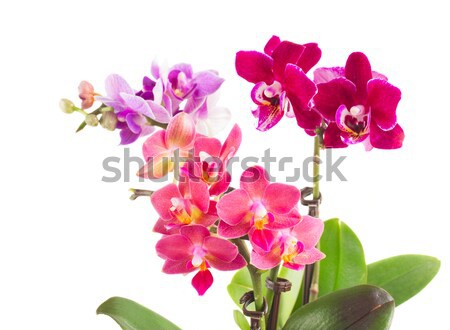 Foto stock: Fresco · rosa · orquídea · pote · vermelho · flores