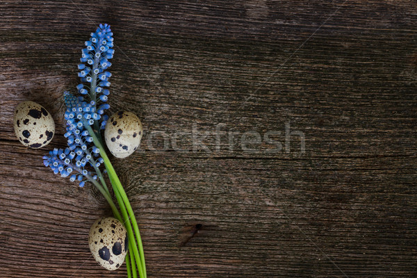 Muscari and eggs  Stock photo © neirfy