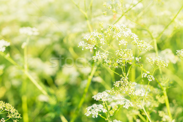 field of yarrow flowers Stock photo © neirfy