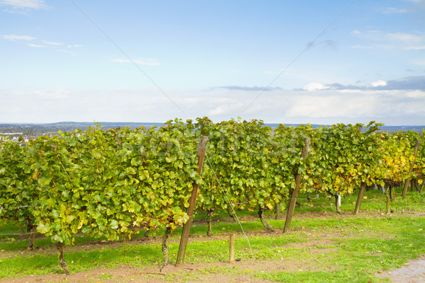 Weingut Garten schönen Trauben Himmel Stock foto © neirfy