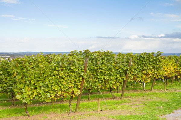 Vinicole grădină frumos struguri cer Imagine de stoc © neirfy