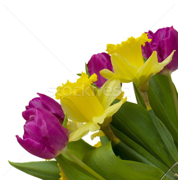 Сток-фото: весны · тюльпаны · нарциссов · Purple · желтый
