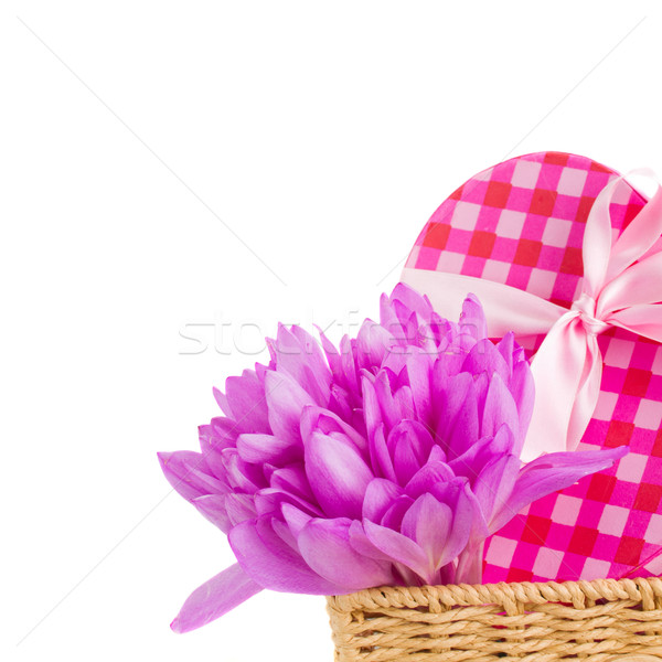 Stock photo: meadow saffron and gift box