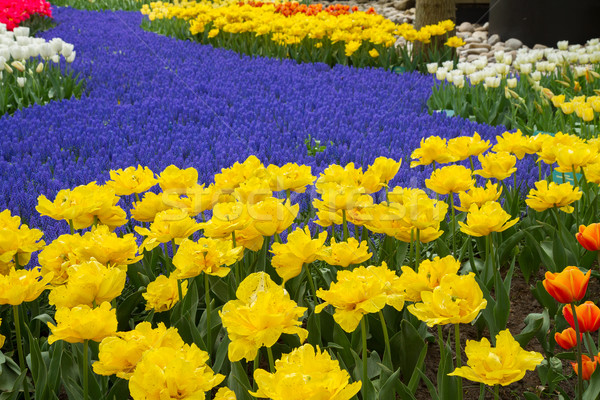 yellow tulips and blue muscari in dutch garden Stock photo © neirfy